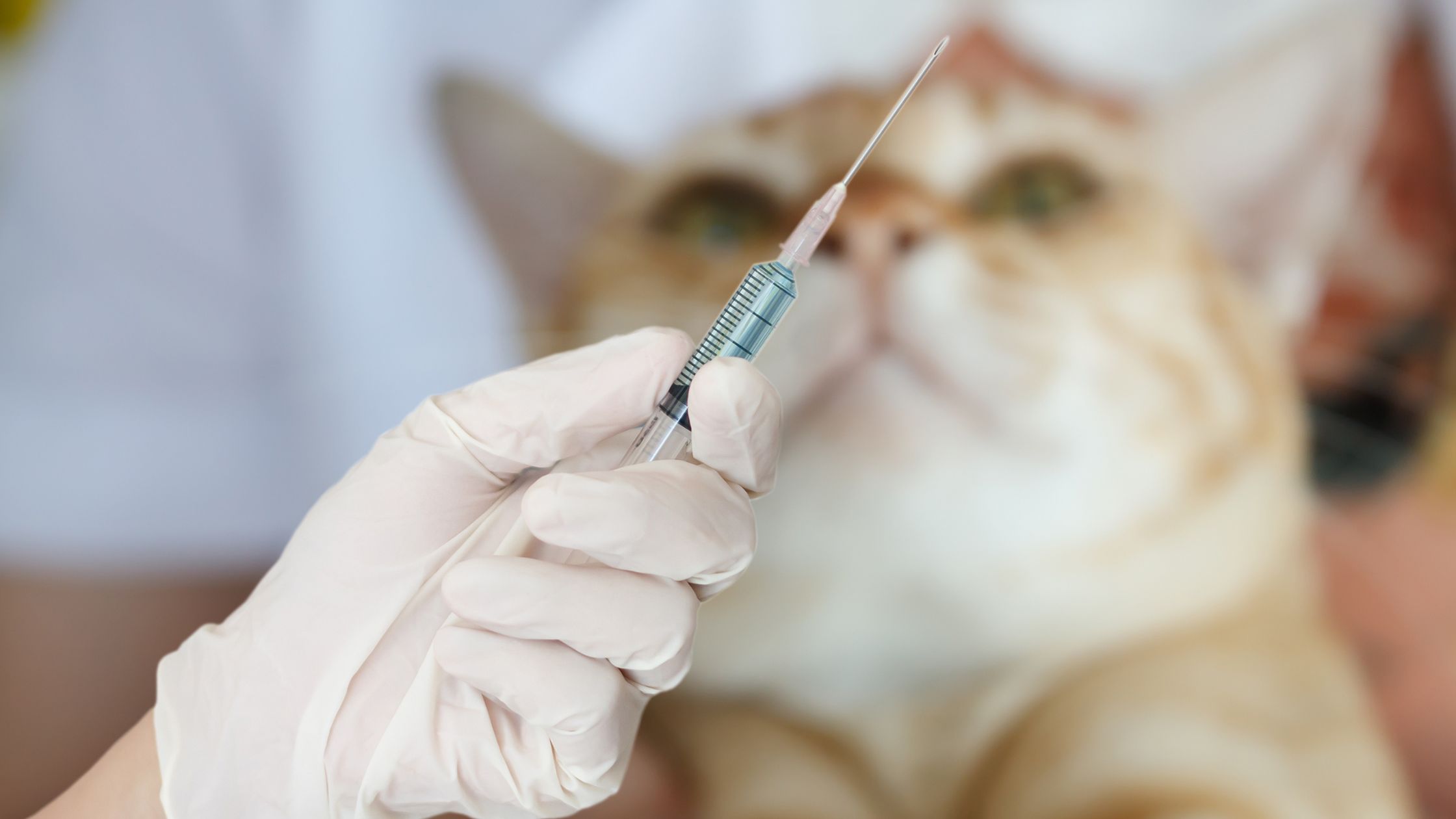 Kačių skiepai – pagrindinė ir efektyviausia priemonė apsauganti kates nuo virusinių ligų