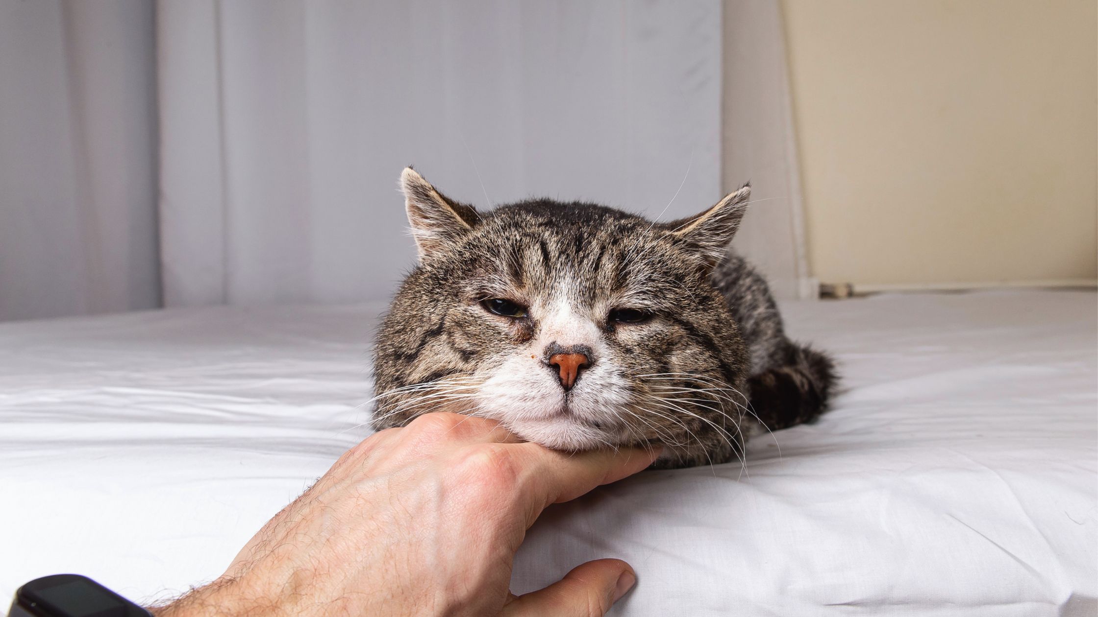 Katė serga, jai rinotracheitas (kačių gripas)