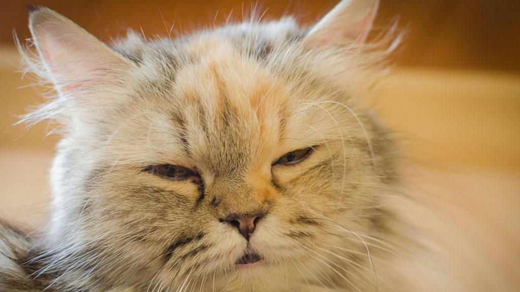 My cat has a runny nose: causes, treatment, and when to see a vet