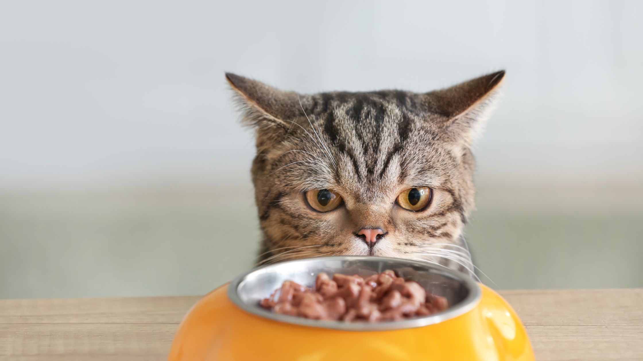 Apetito sumažėjimas - vienas iš kačių slogos simptomų.