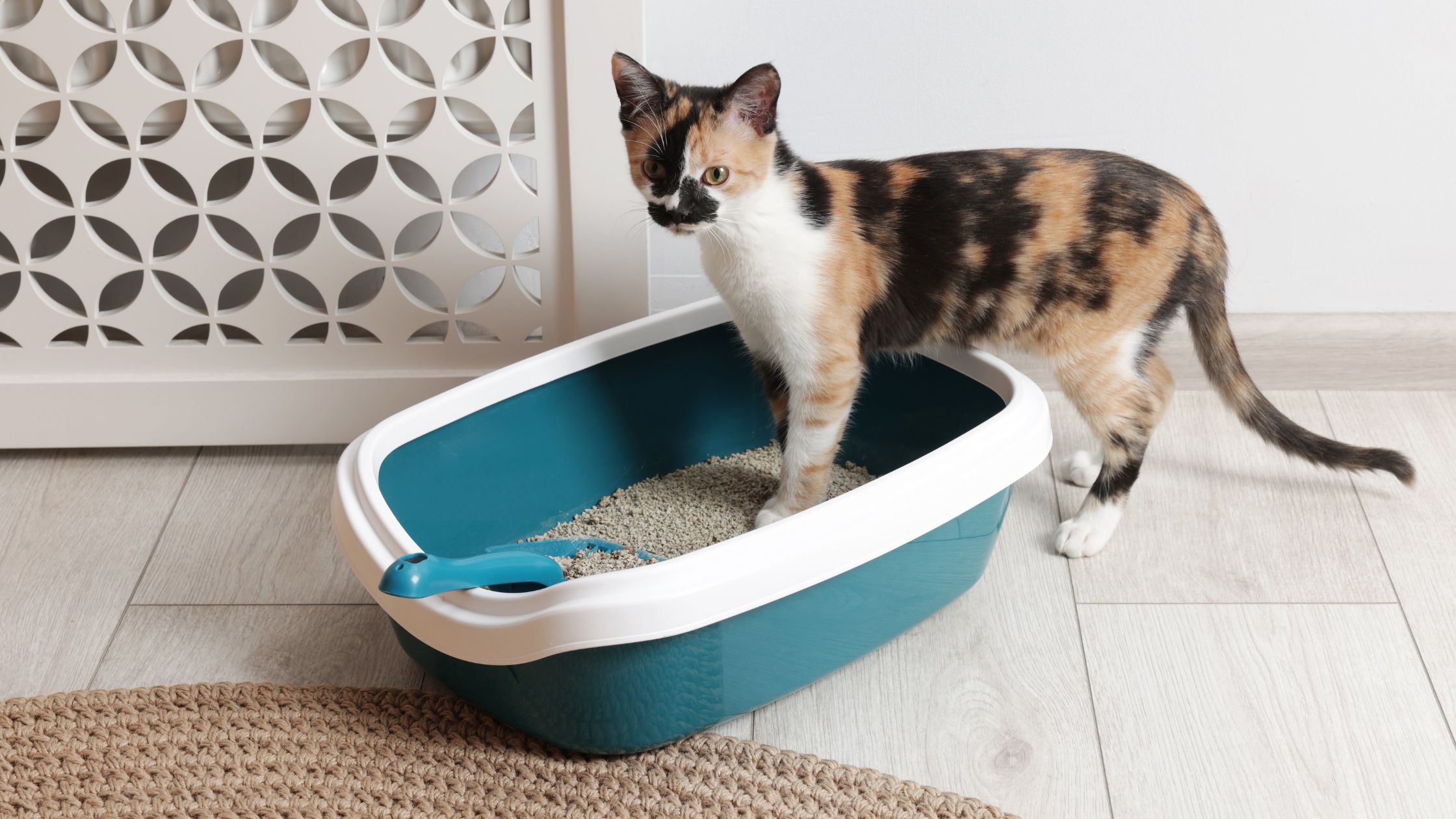 Nedulkantis kačių tualeto kraikas padeda sumažinti katės čiaudulį.