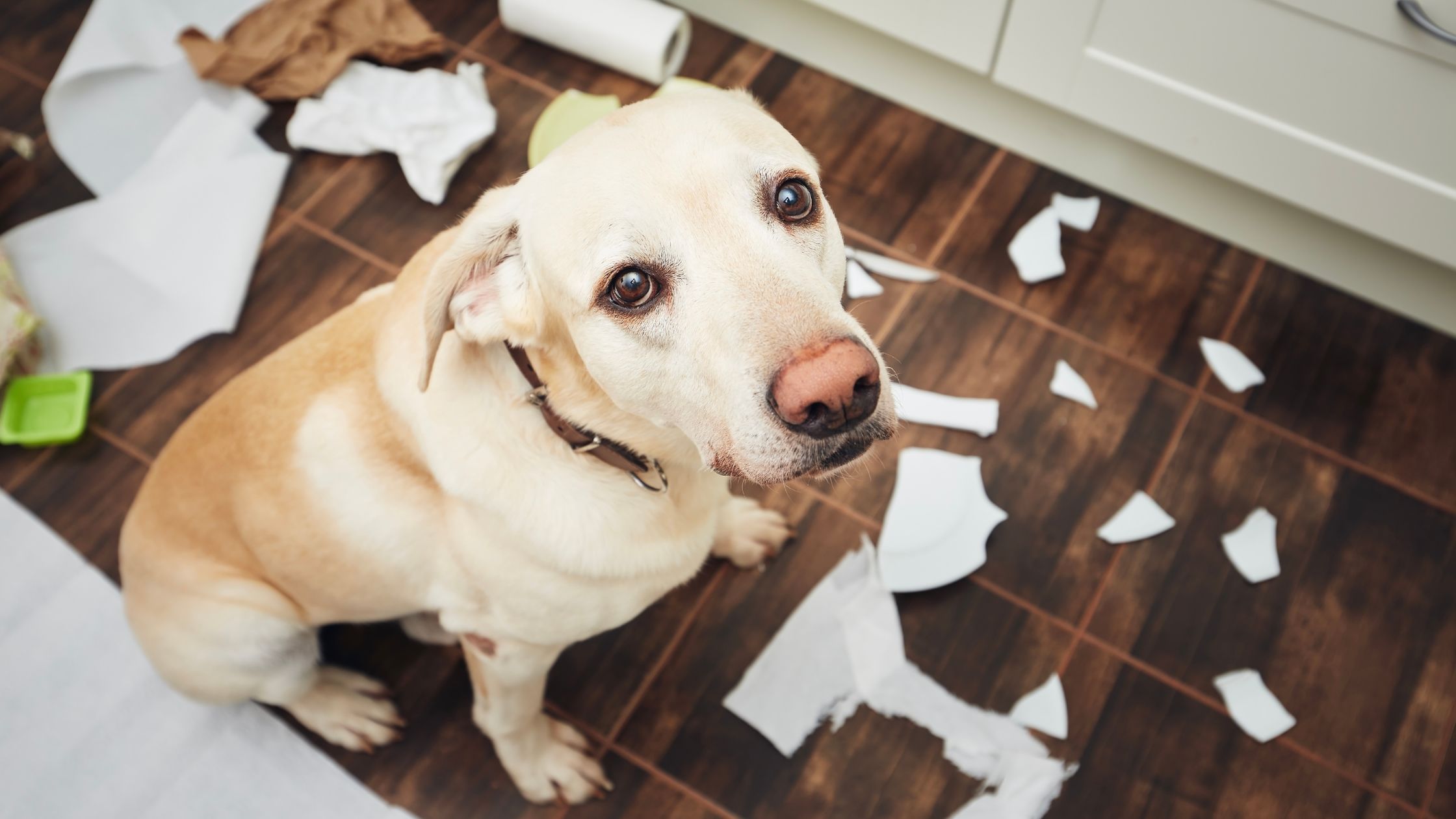 Šuo ir šiukšlės. Jų suėdimas gali būti vienas iš priežasčių, kodėl šuo tuštinasi su krauju.
