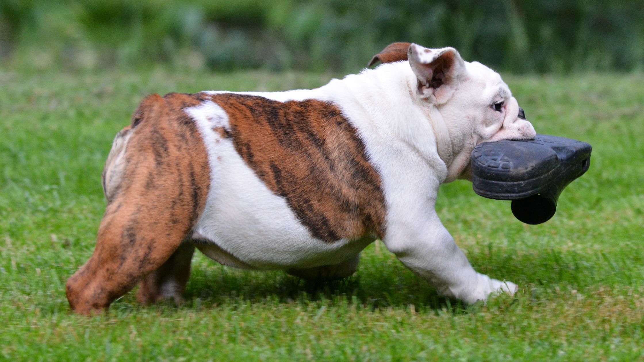 Šuo nešasi guminę tapkę.
