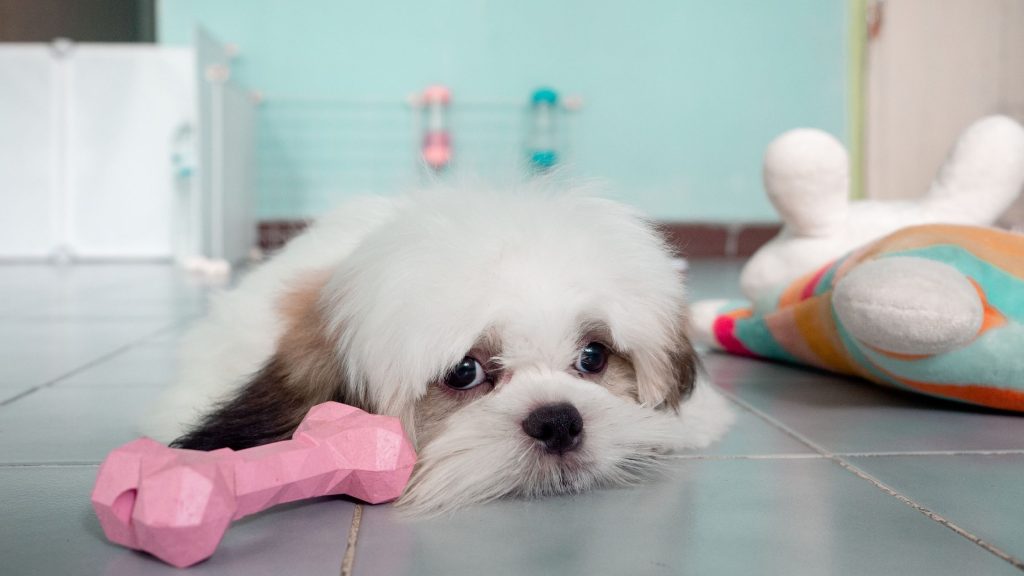Požymiai, kad šuo serga: kaip atpažinti ir kada kreiptis į veterinarą?