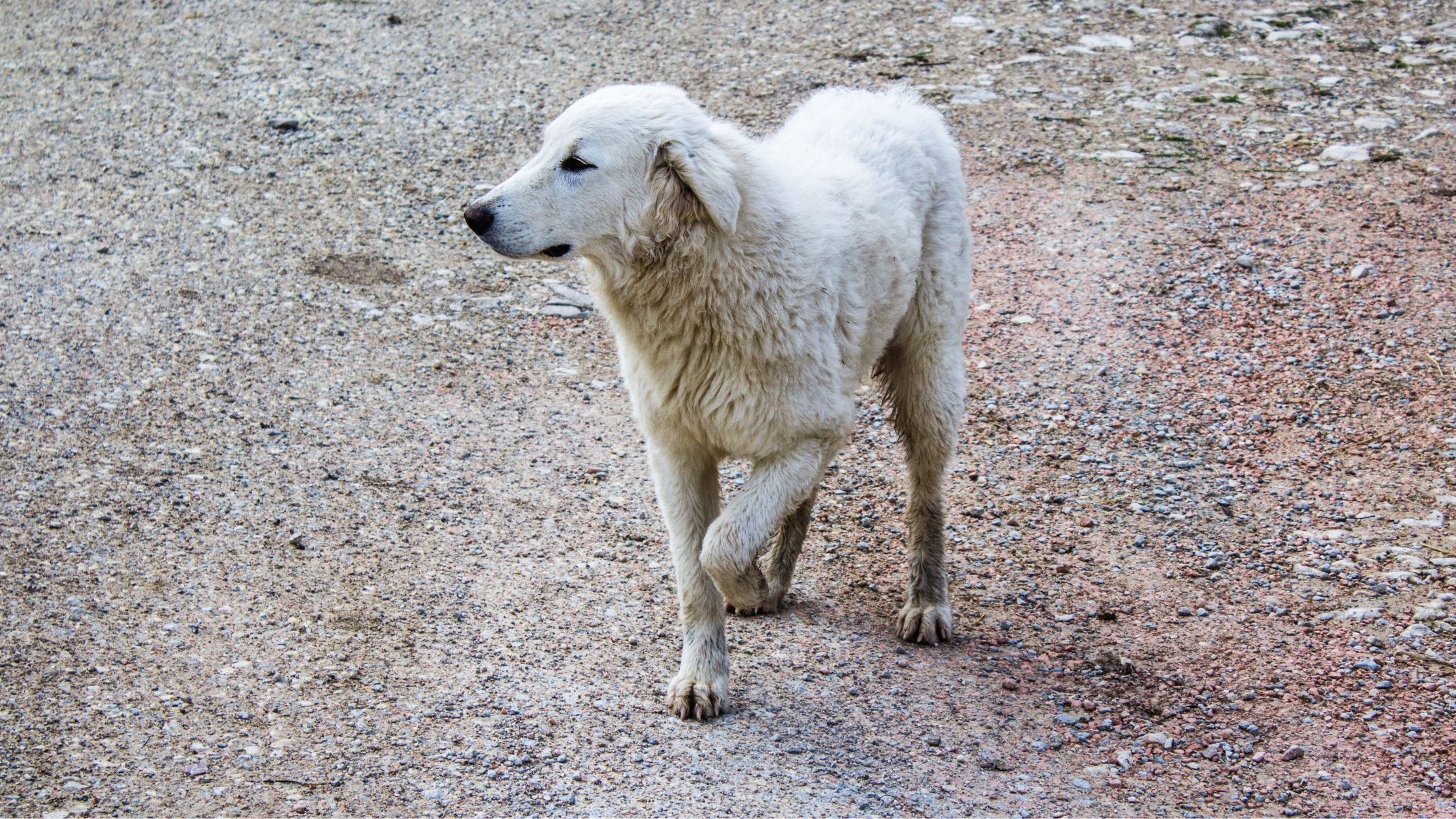 Šuo, kuris jaučia skausmą, gali pradėti šlubuoti.
