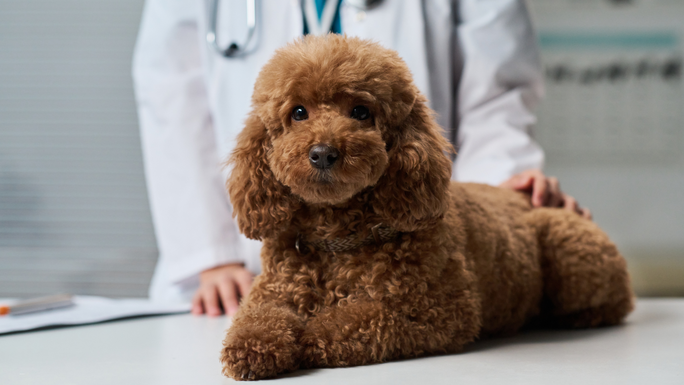 šuo veterinarijos klinikoje, bus tikrinama ar turi kirmėlių