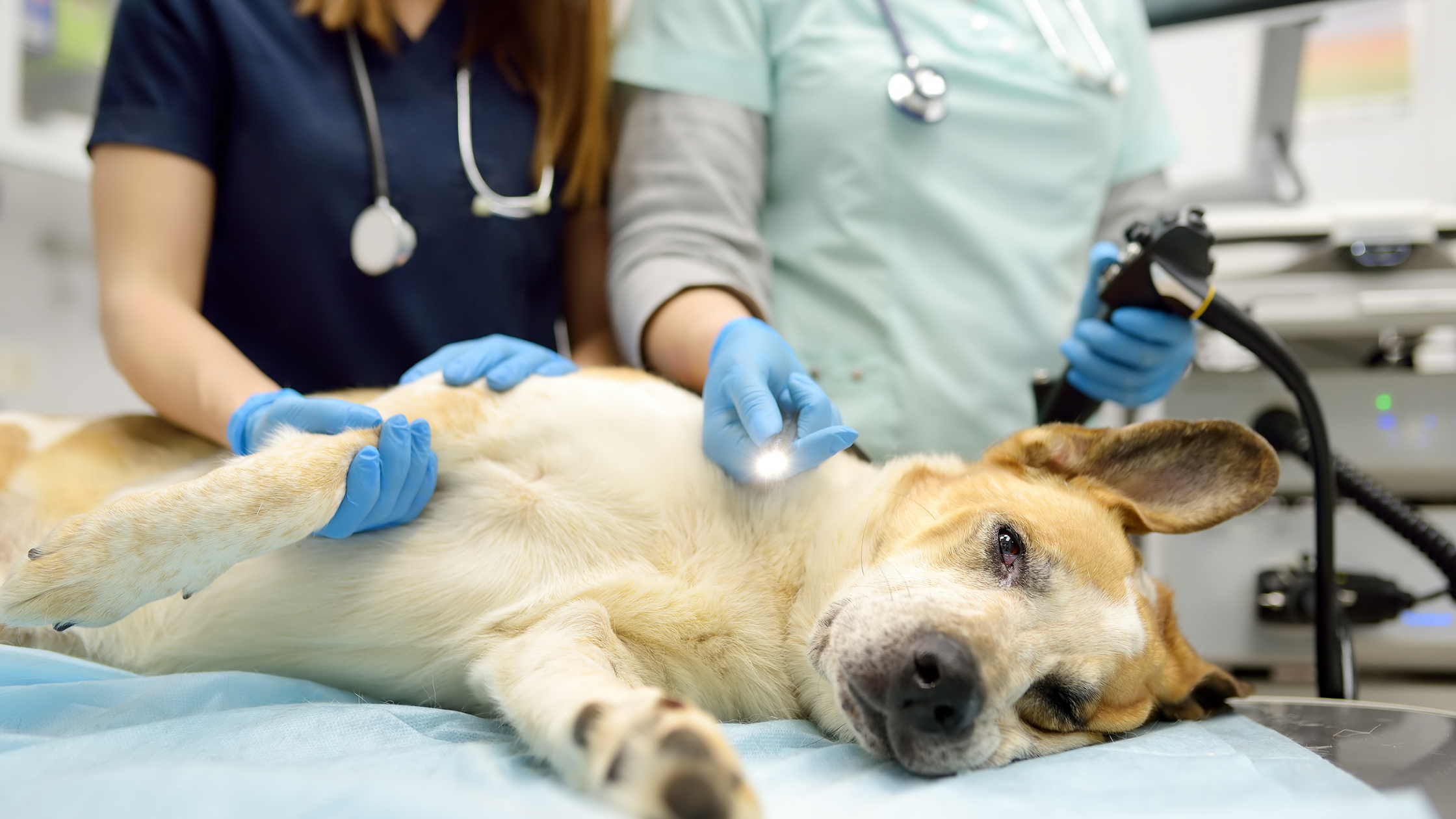 Šuo veterinarijos klinikoje