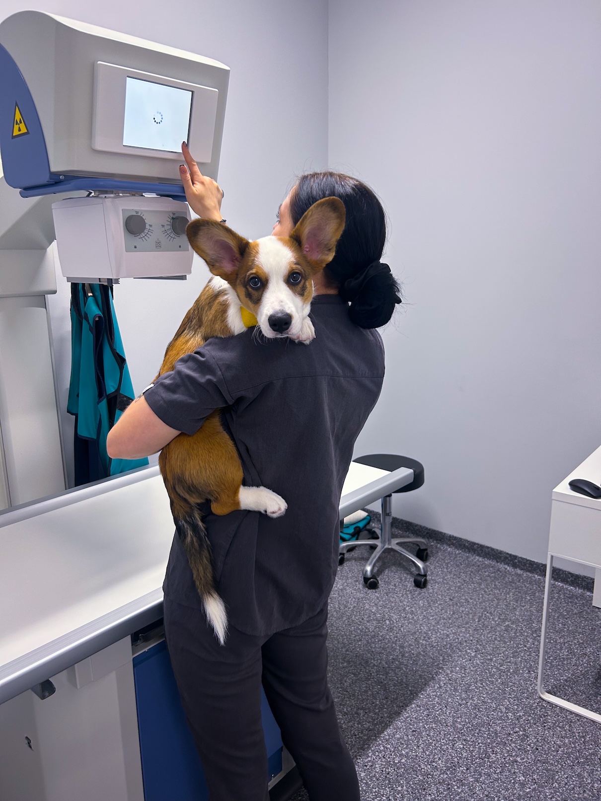 Veterinarian holding a puppy next to an X-ray machine